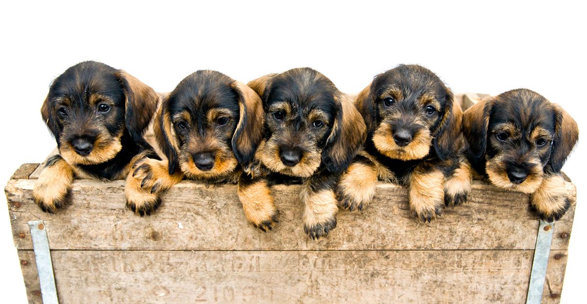 cachorros abandonados  fotocontento