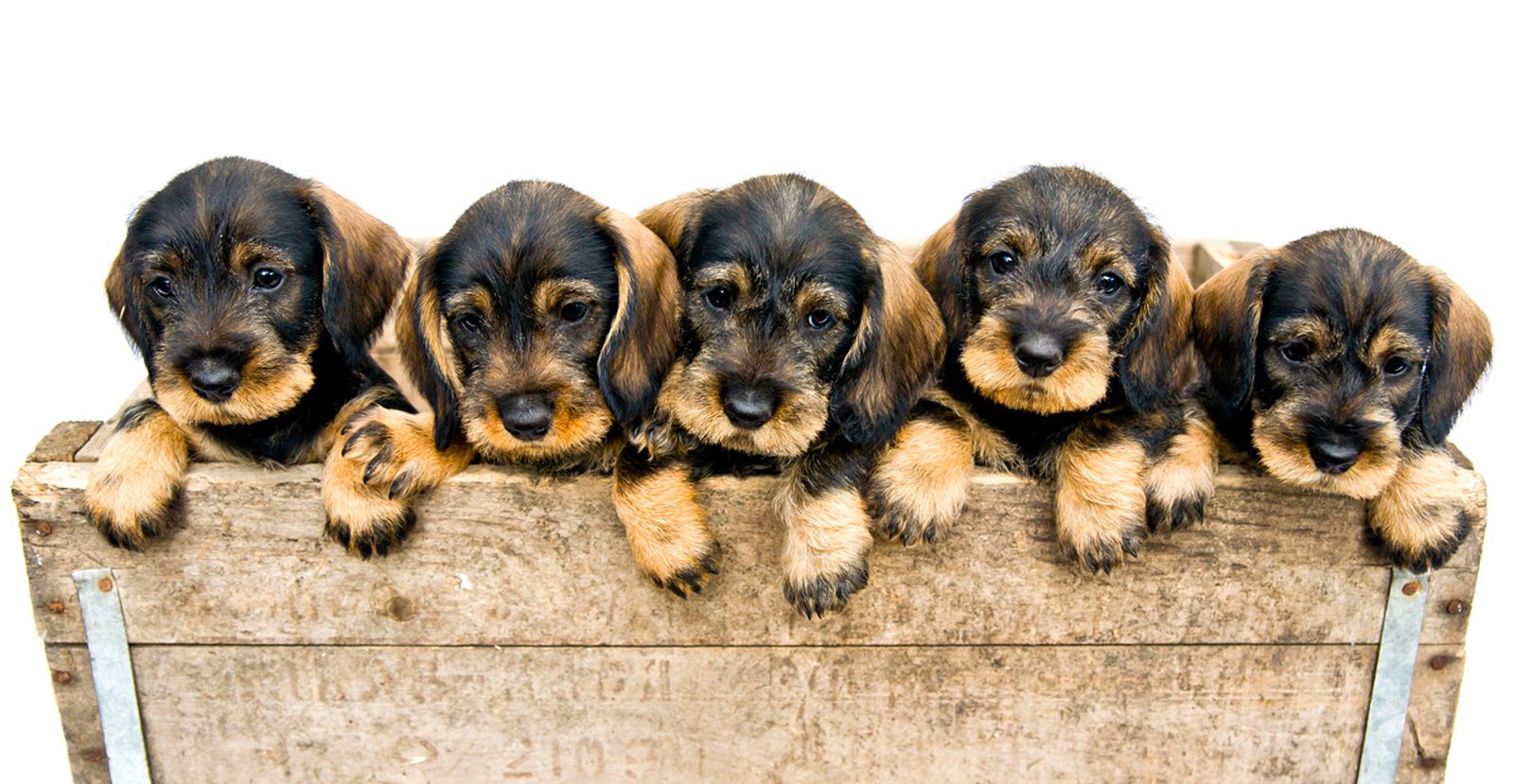 cachorros abandonados  fotocontento