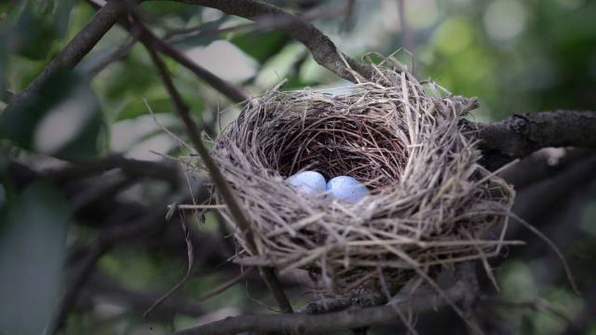 animales oviparos puesta de huevos