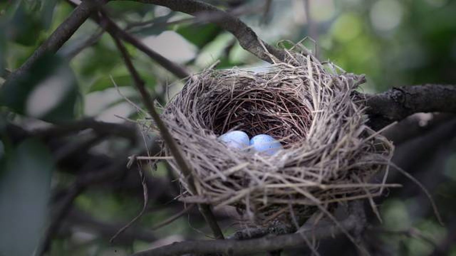 animales oviparos puesta de huevos