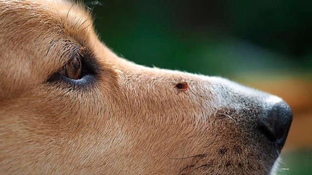 los 6 parasitos mas frecuentes en perros garrapata