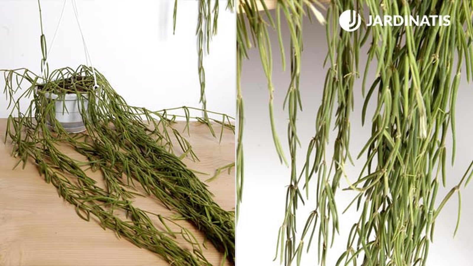 plantacion hoya linearis cestos colgantes deco 233
