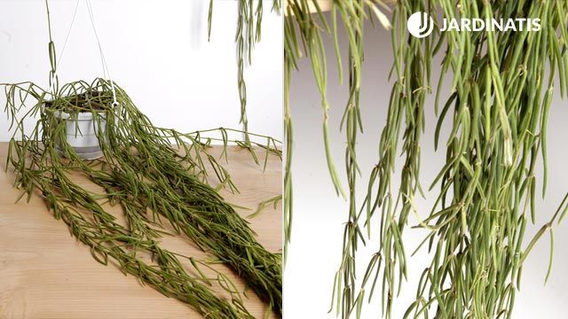 plantacion hoya linearis cestos colgantes deco 233