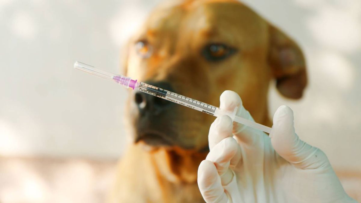 La pauta de vacunación puede variar en función de la zona geográfica donde se resida.