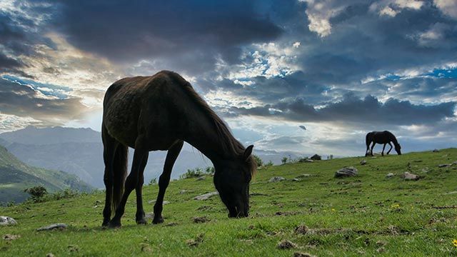 Caballo Asturcón