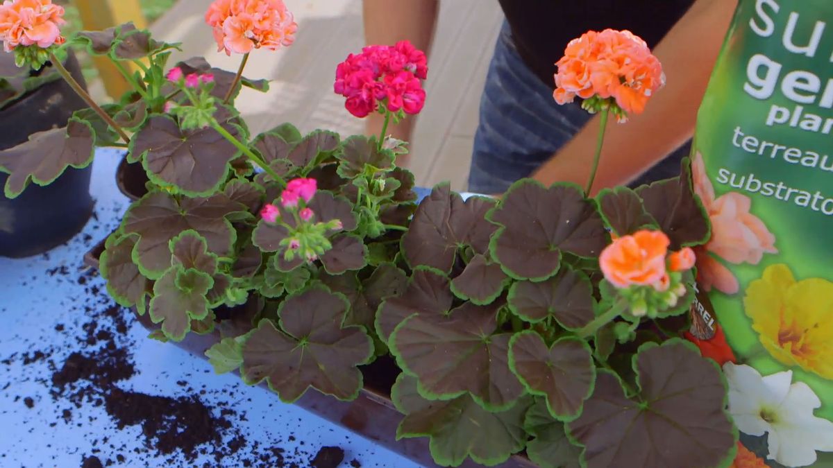 brico 0907 3 geranios para balcon paso 4