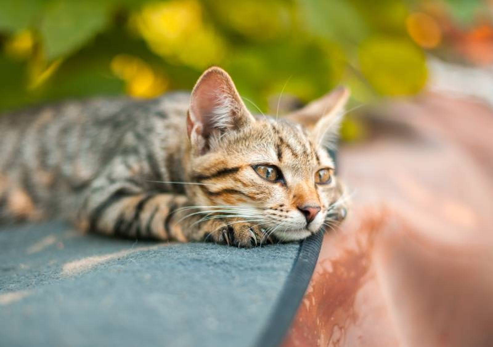 Los gatos pueden aprender a asociar ciertos sonidos con acciones específicas como juego o comida.