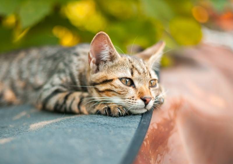 Los gatos pueden aprender a asociar ciertos sonidos con acciones específicas como juego o comida.