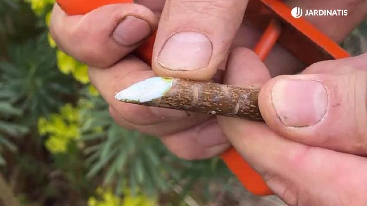 Las euphorbias contienen un látex en sus tallos