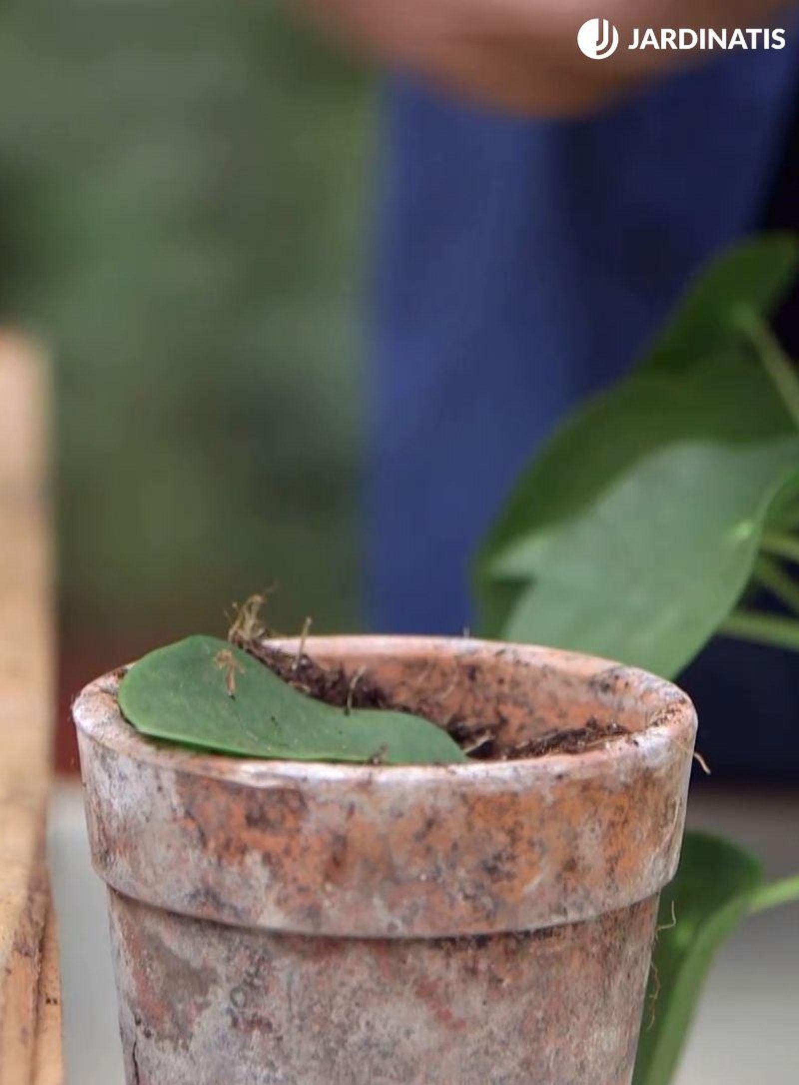 Esqueje de hoja de la planta del dinero china