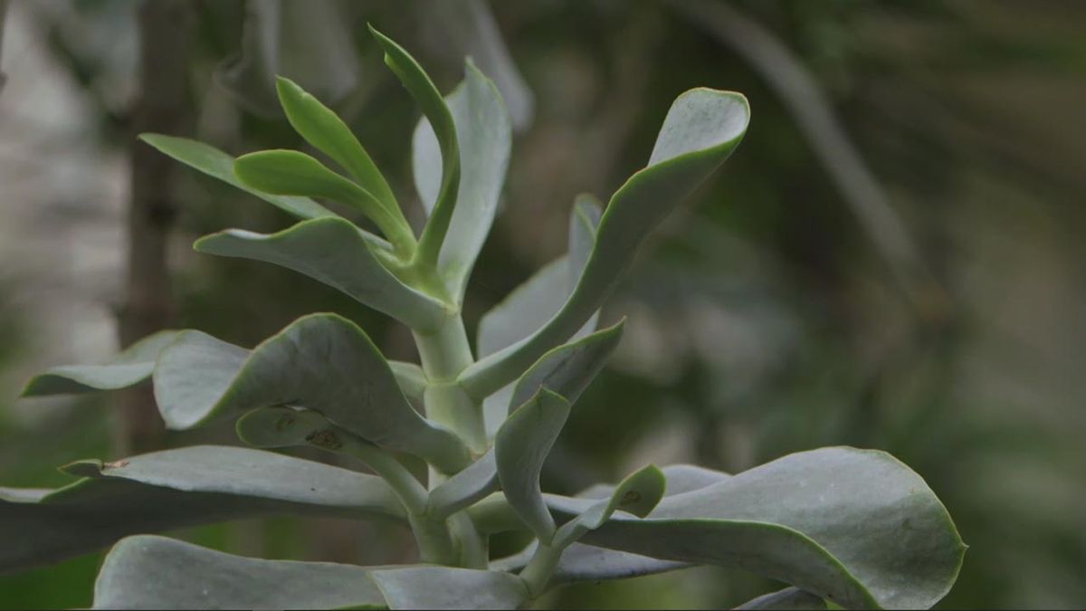 brico 1020 jardin kalanchoe circiflorus