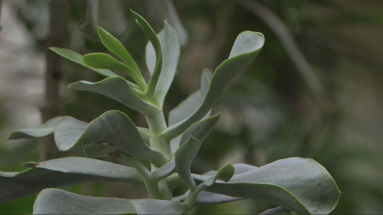 brico 1020 jardin kalanchoe circiflorus