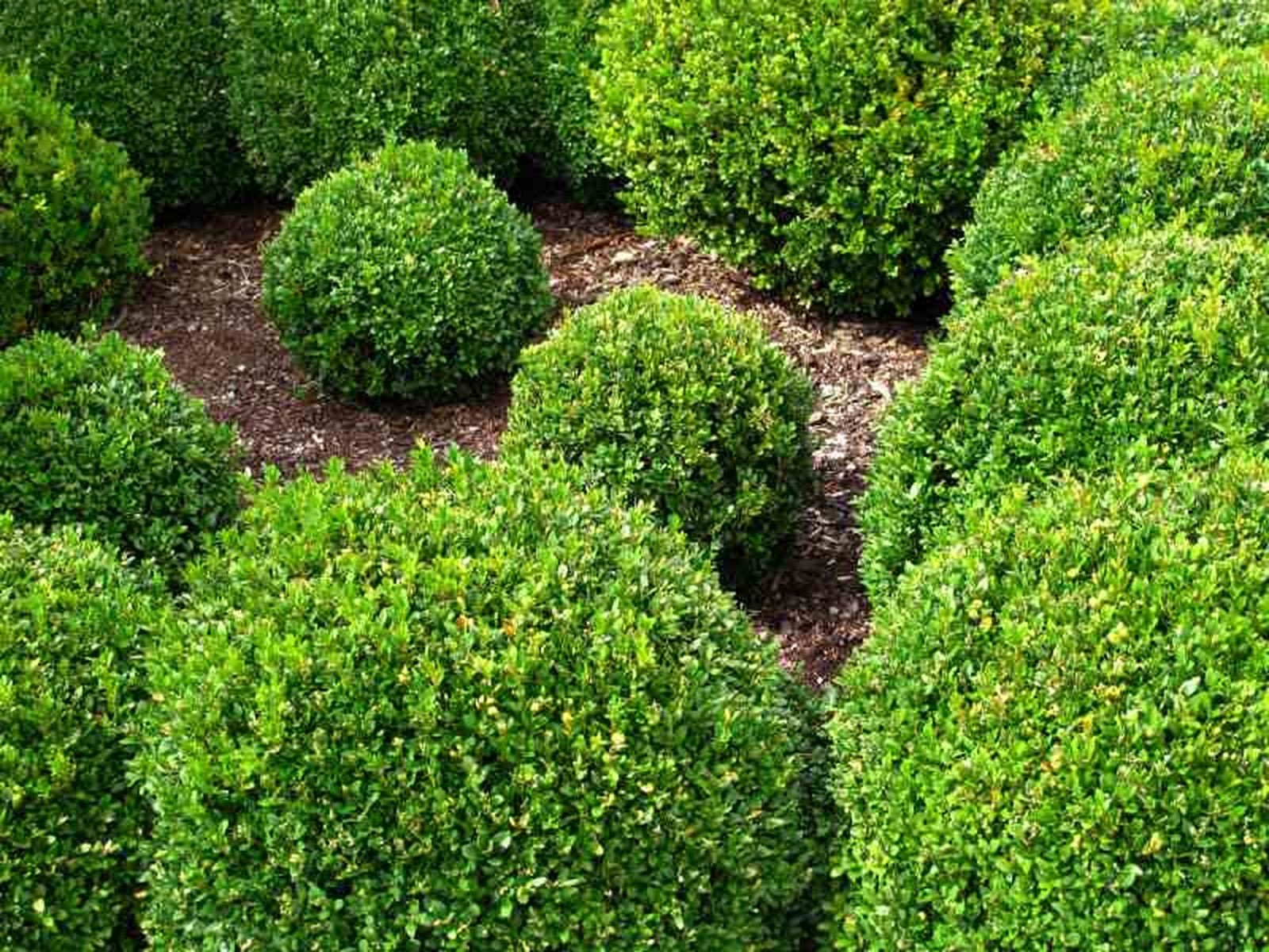 Jardín de esferas con boj