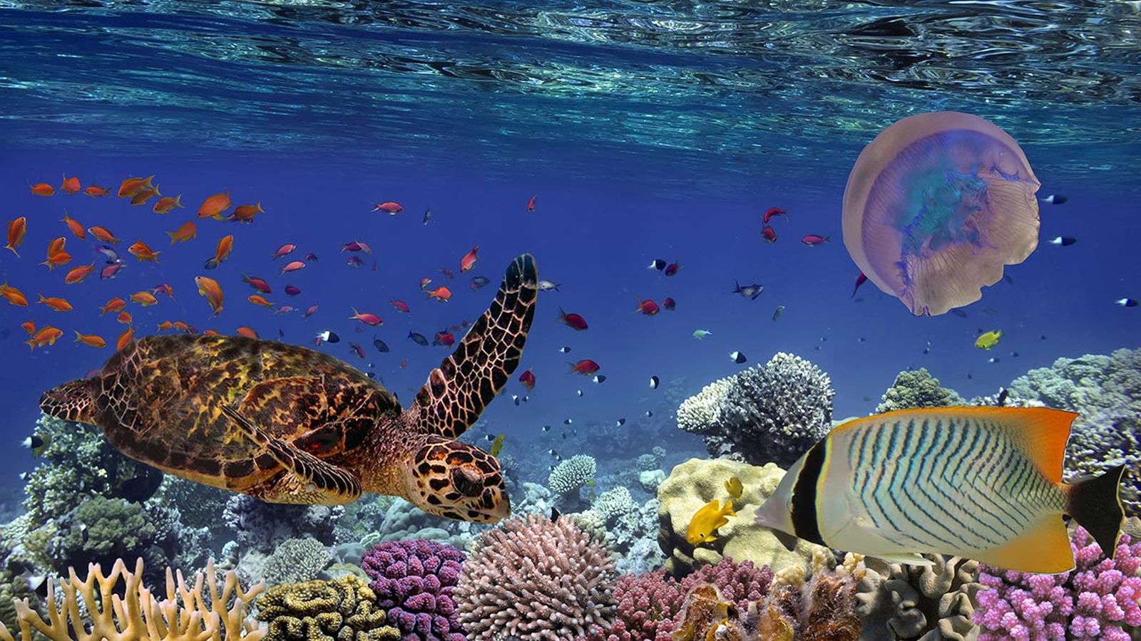 animales oceanos peligro extincion