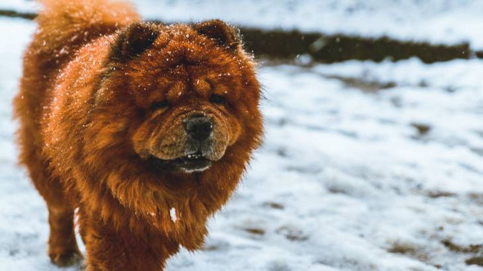 El Chow Chow es un perro de nieve que tiene su origen en China