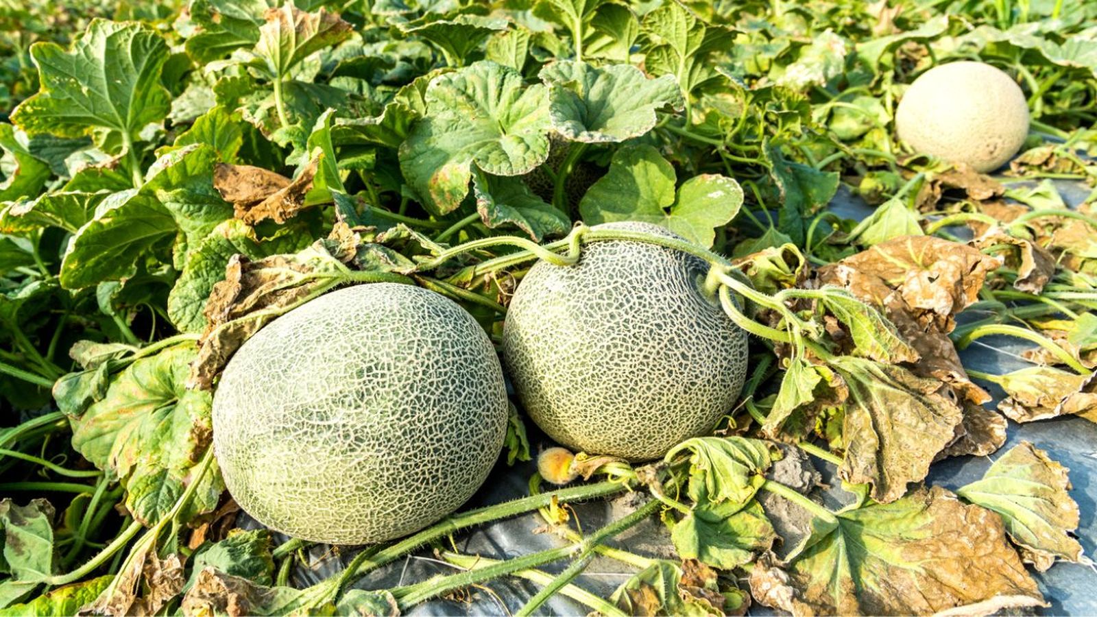 como plantar melones en el huerto