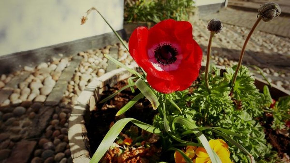 amapola cultivada en contenedor