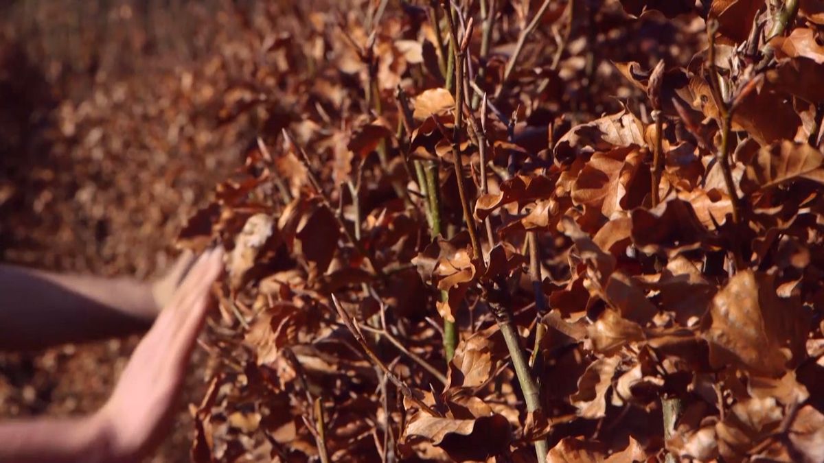 brico 941 3 marcescencia setos