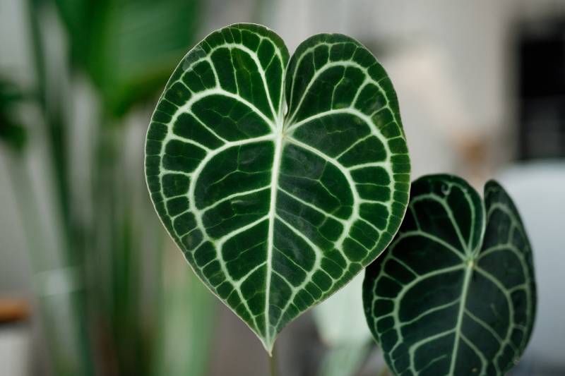 Esta planta es tan hermosa como difícil de conseguir.
