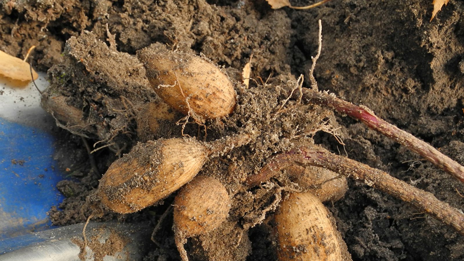 plantacion bulbos de dalia