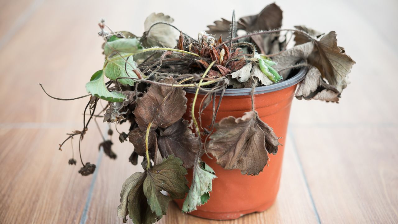 planta seca