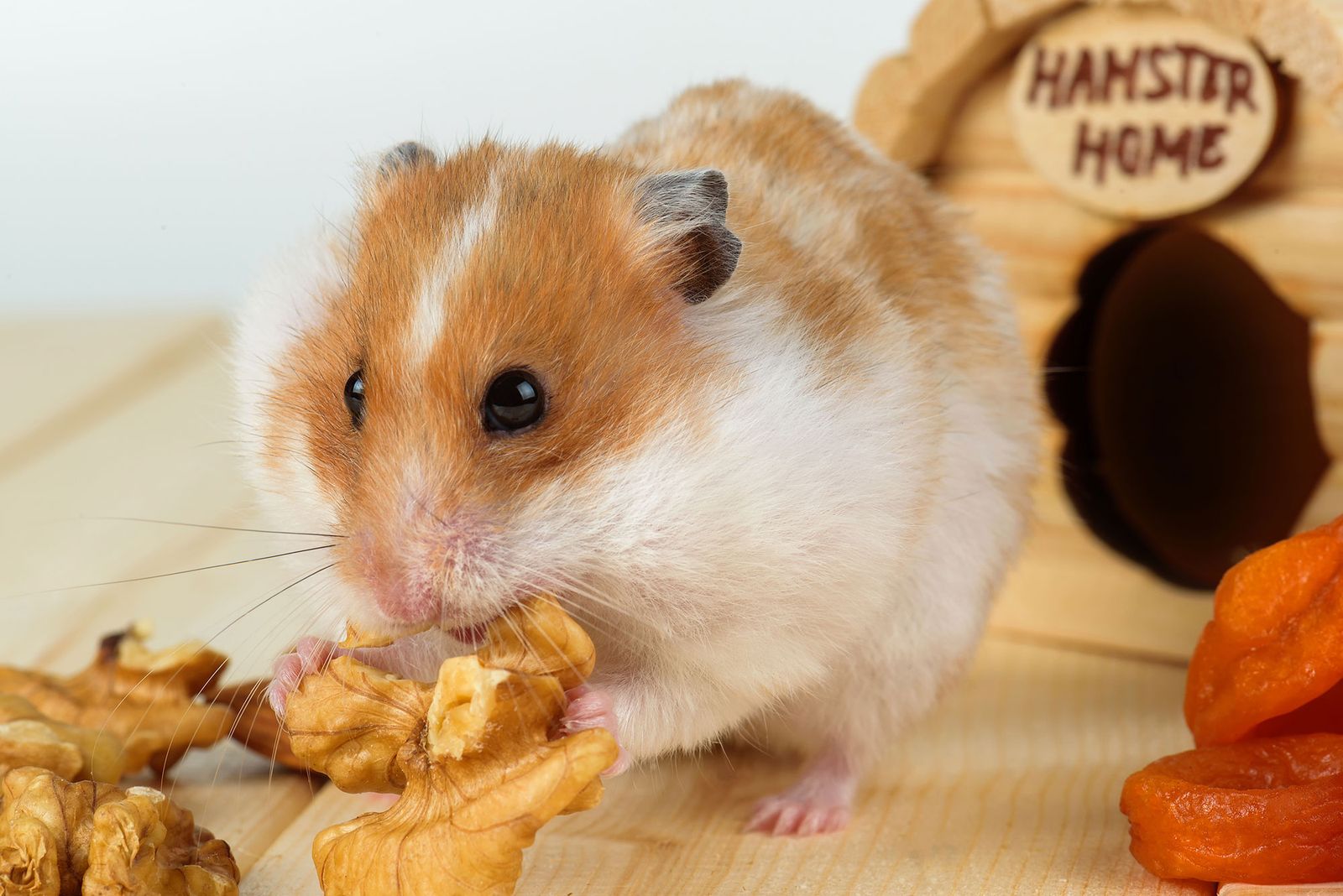 mascotas roedores salud hamsters 1