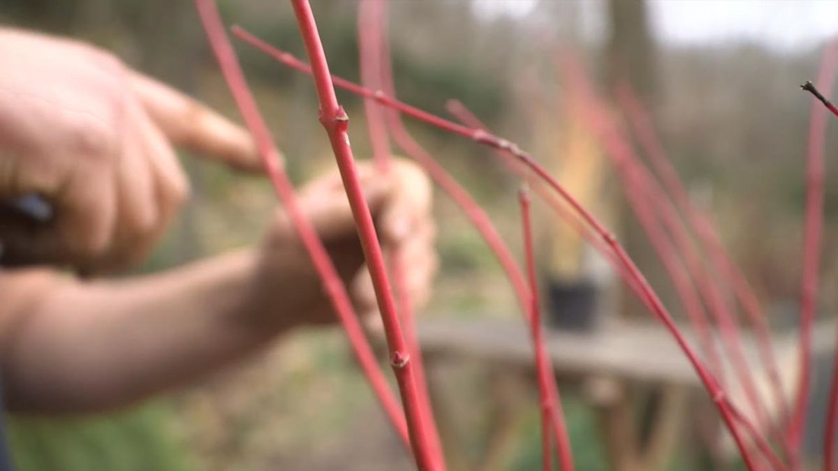 brico 1025 jardin Acer palmatum Sango kaku tallo rojo
