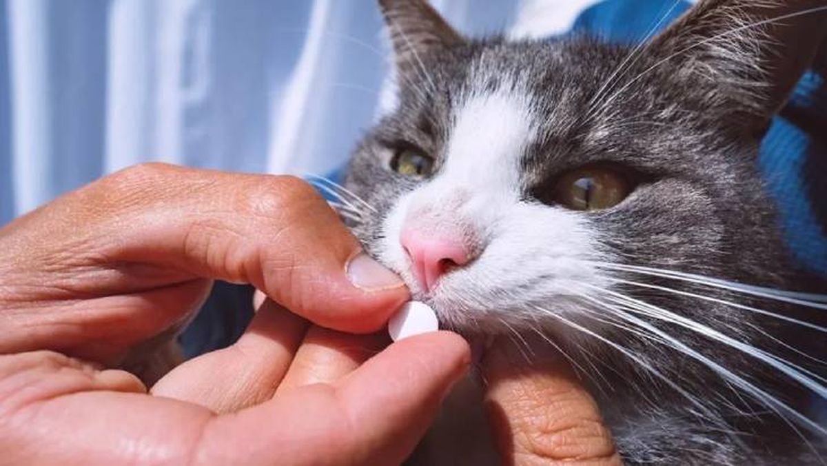 antiparasitarios para mascotas en primavera pastillas (1)