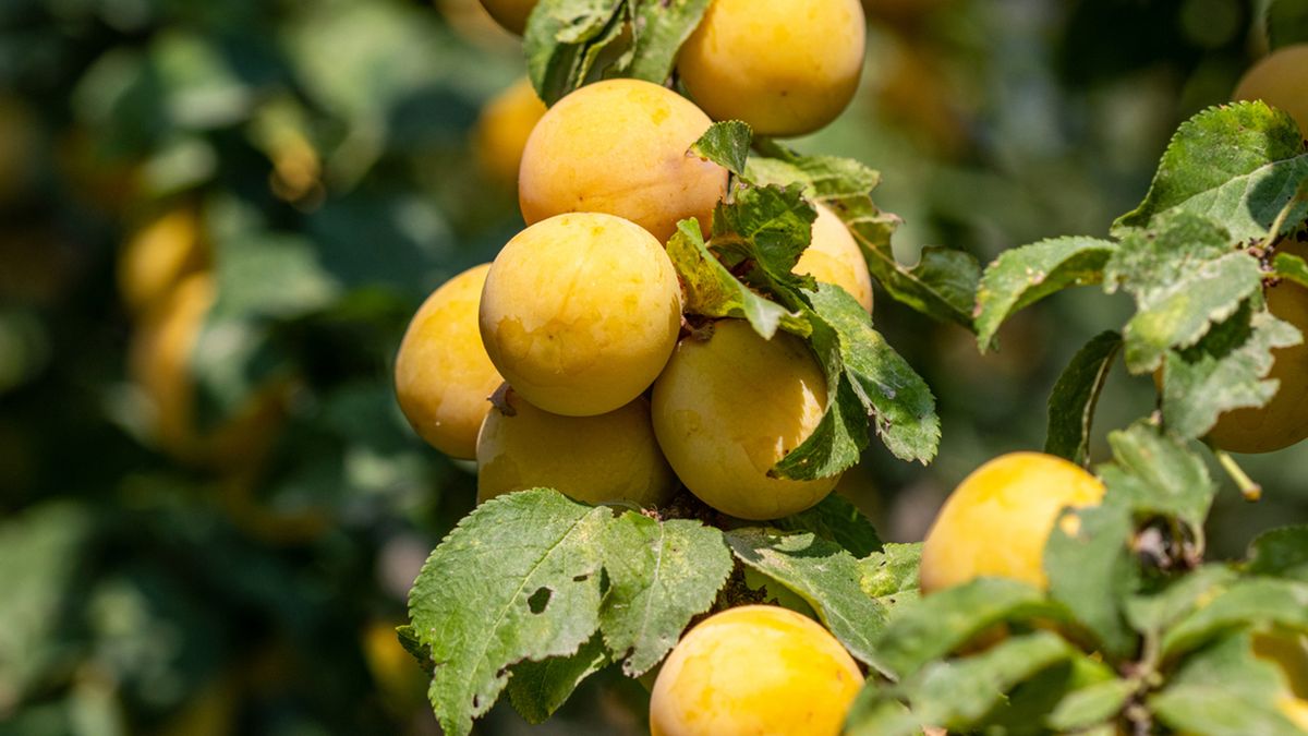 variedad ciruelo mirabelles