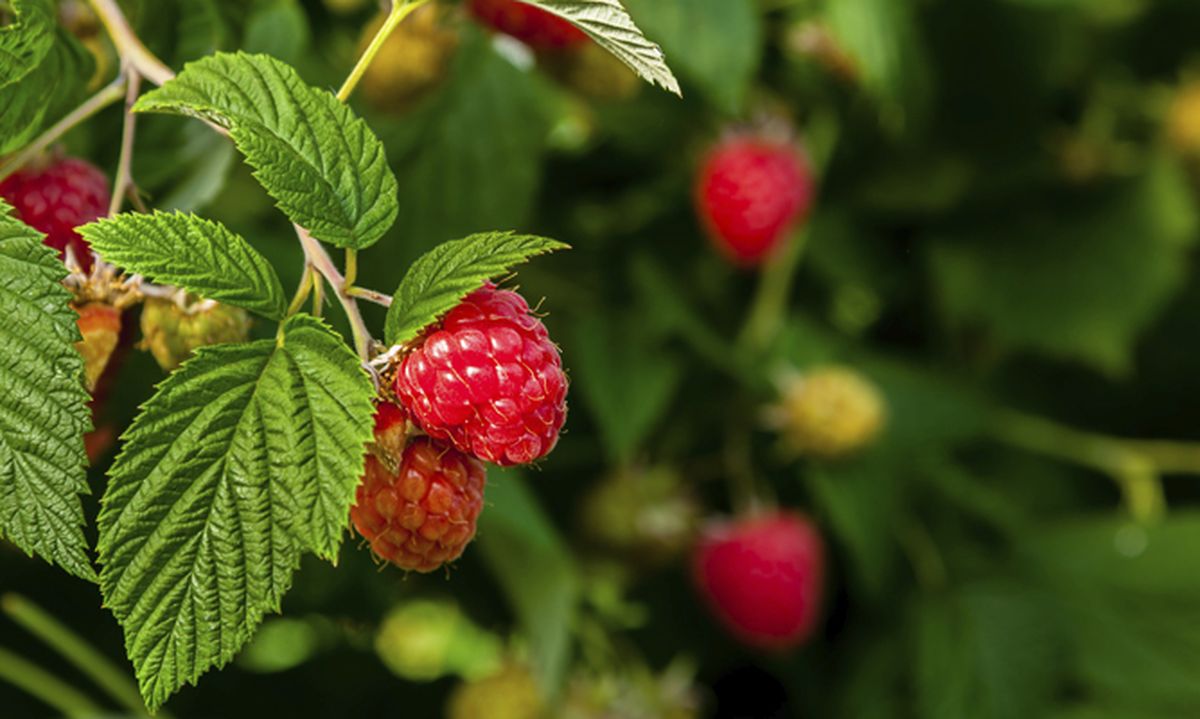 Guiado y poda de frambueso