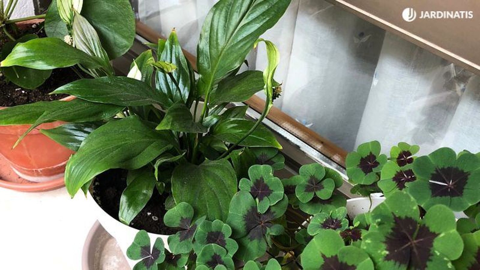 De izq. a drcha..: Pilea peperomioides, Spathiphyllum wallasii y Oxalis Tetraphylla