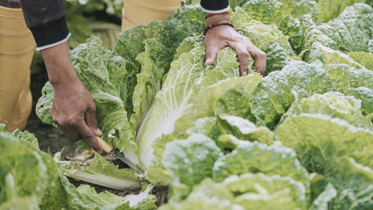 cuchillo hori hori herramienta multiusos