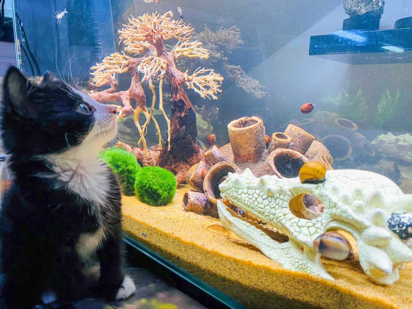 Gatito mirando un acuario.