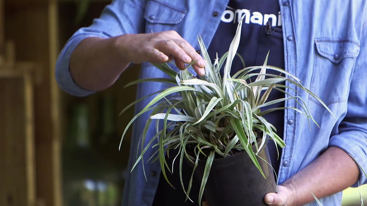 955 bricomania jardineria astelia follaje gris