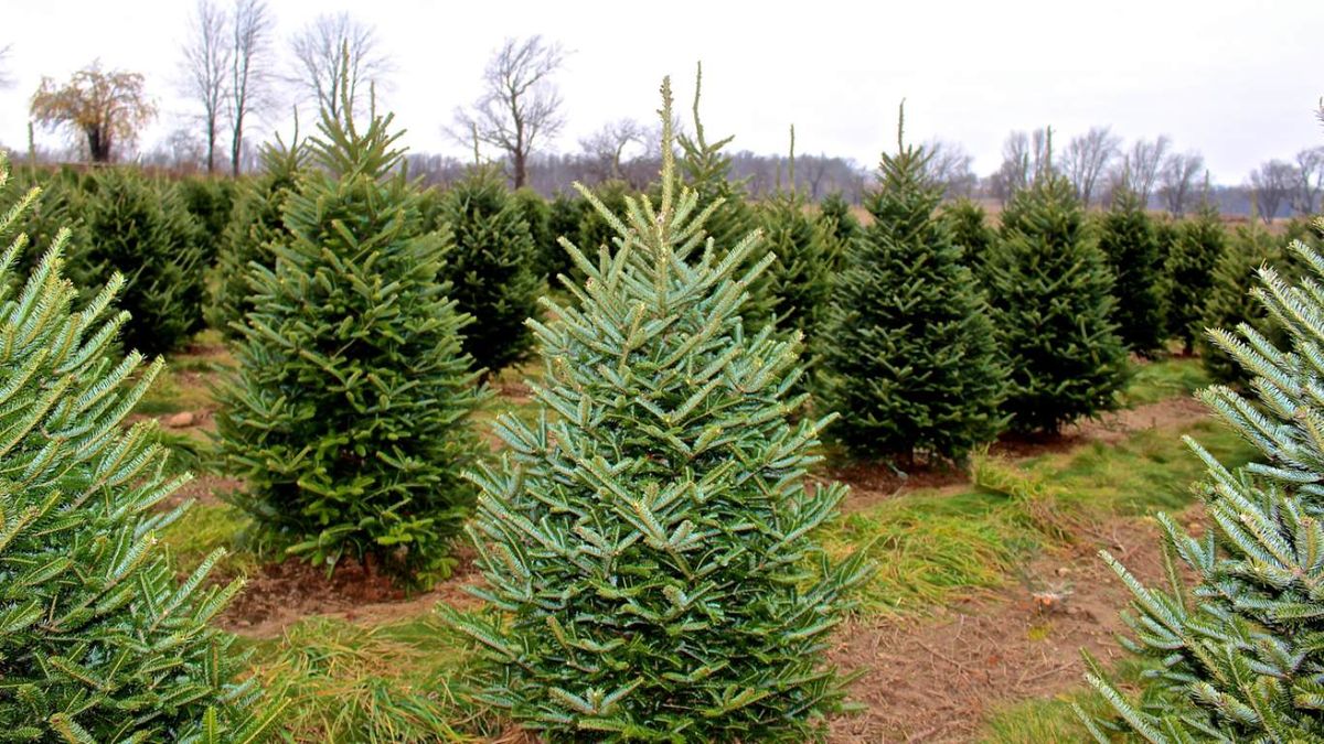 El abeto de Nordmann es uno de los más habituales en los jardines.