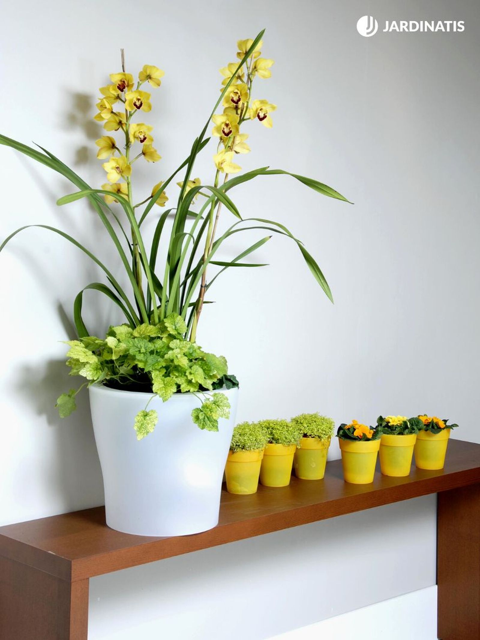 deko 0225 cimbidio amarillo composicion 01