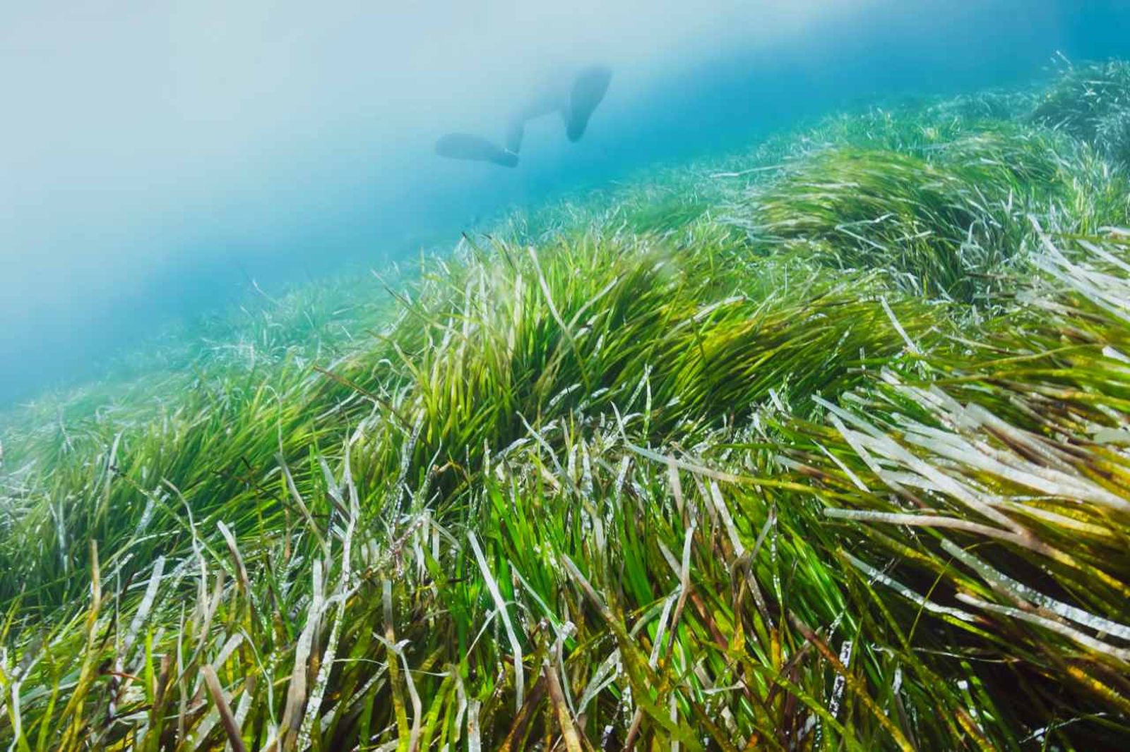 Posidonia oceanica.