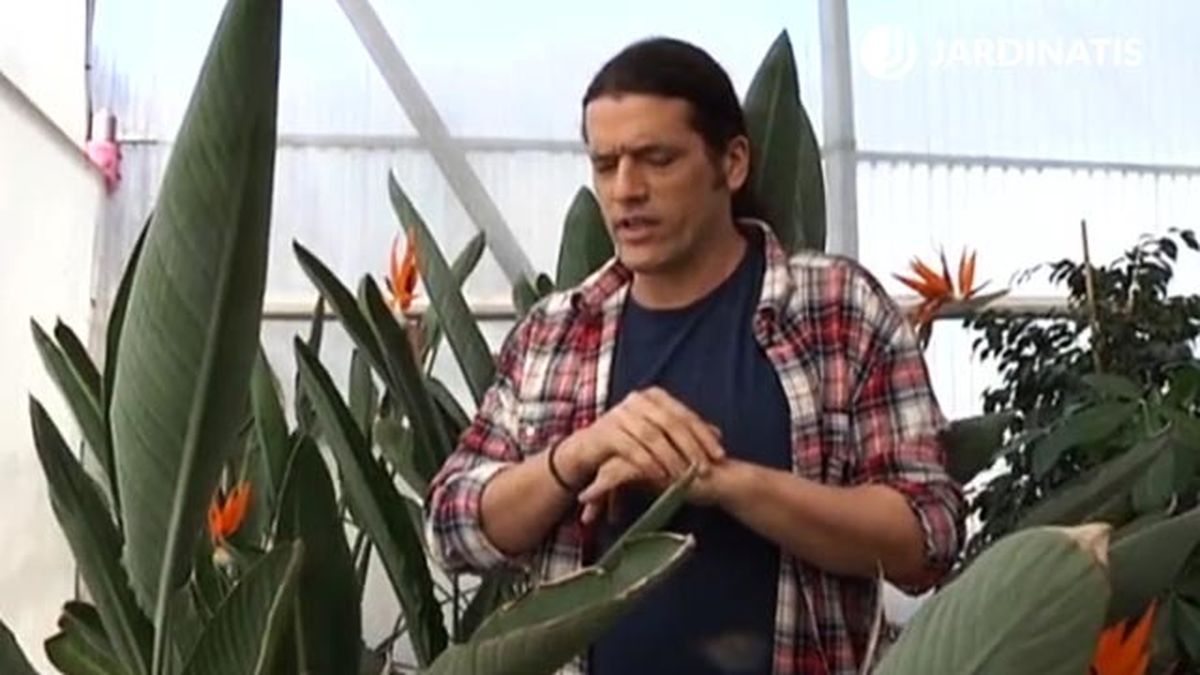 hojas del ave paraiso strelitzia reginae deco 487 jardin