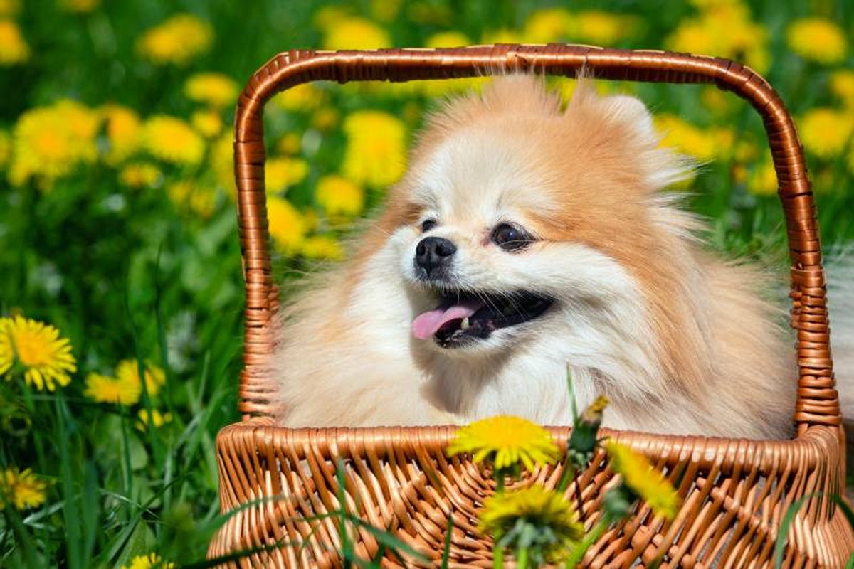 El Pomerania es la variedad más pequeña de la familia de perros Spitz