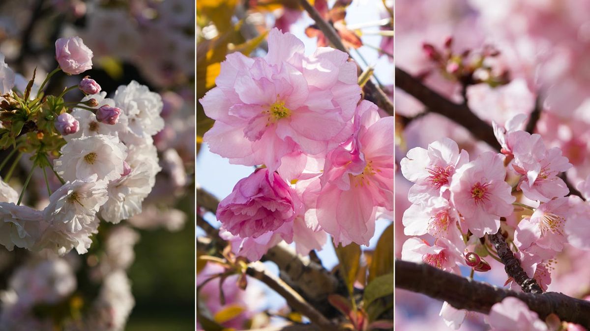 variedades de cerezos japoneses