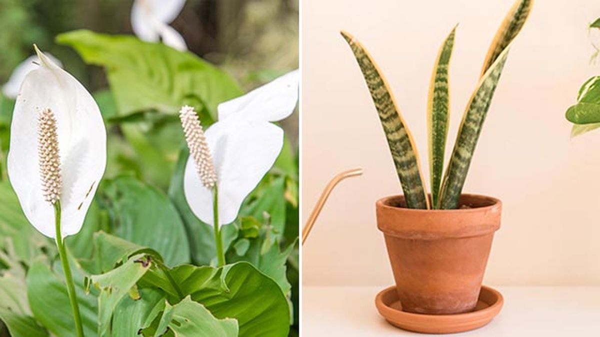 plantas purificadoras para el hogar