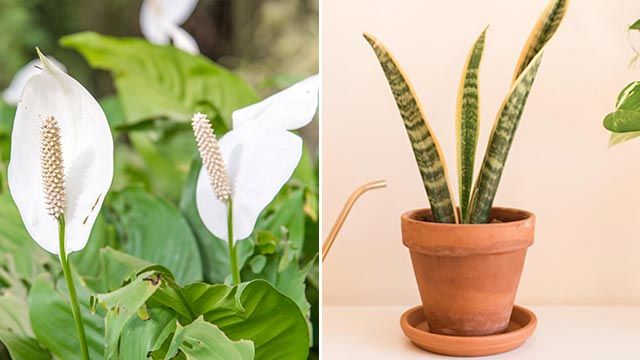 plantas purificadoras para el hogar