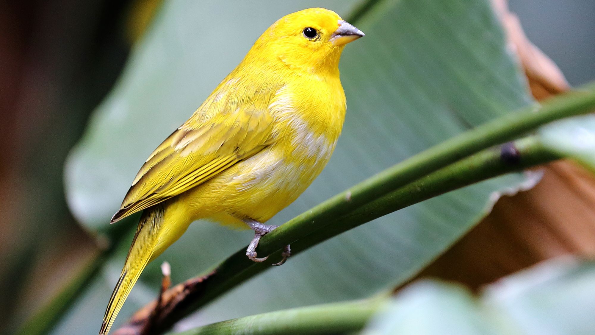 canario aves