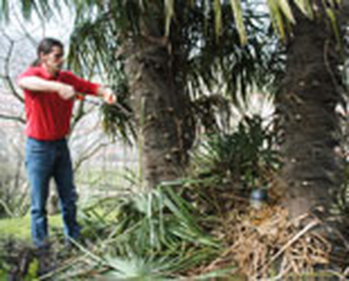 332 pod hoj palm p05