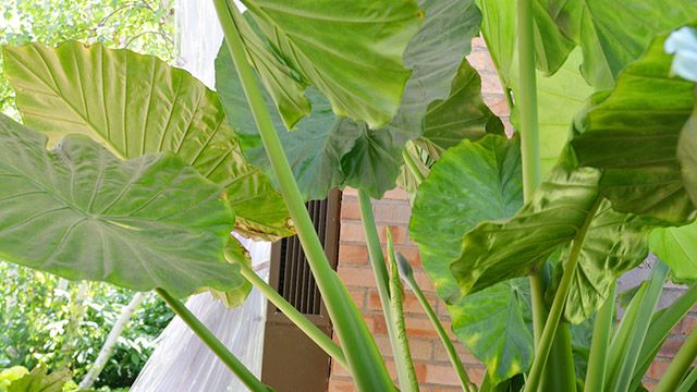 alocasia macrorrhiza marquesa planta interior y exterior hojas grandes