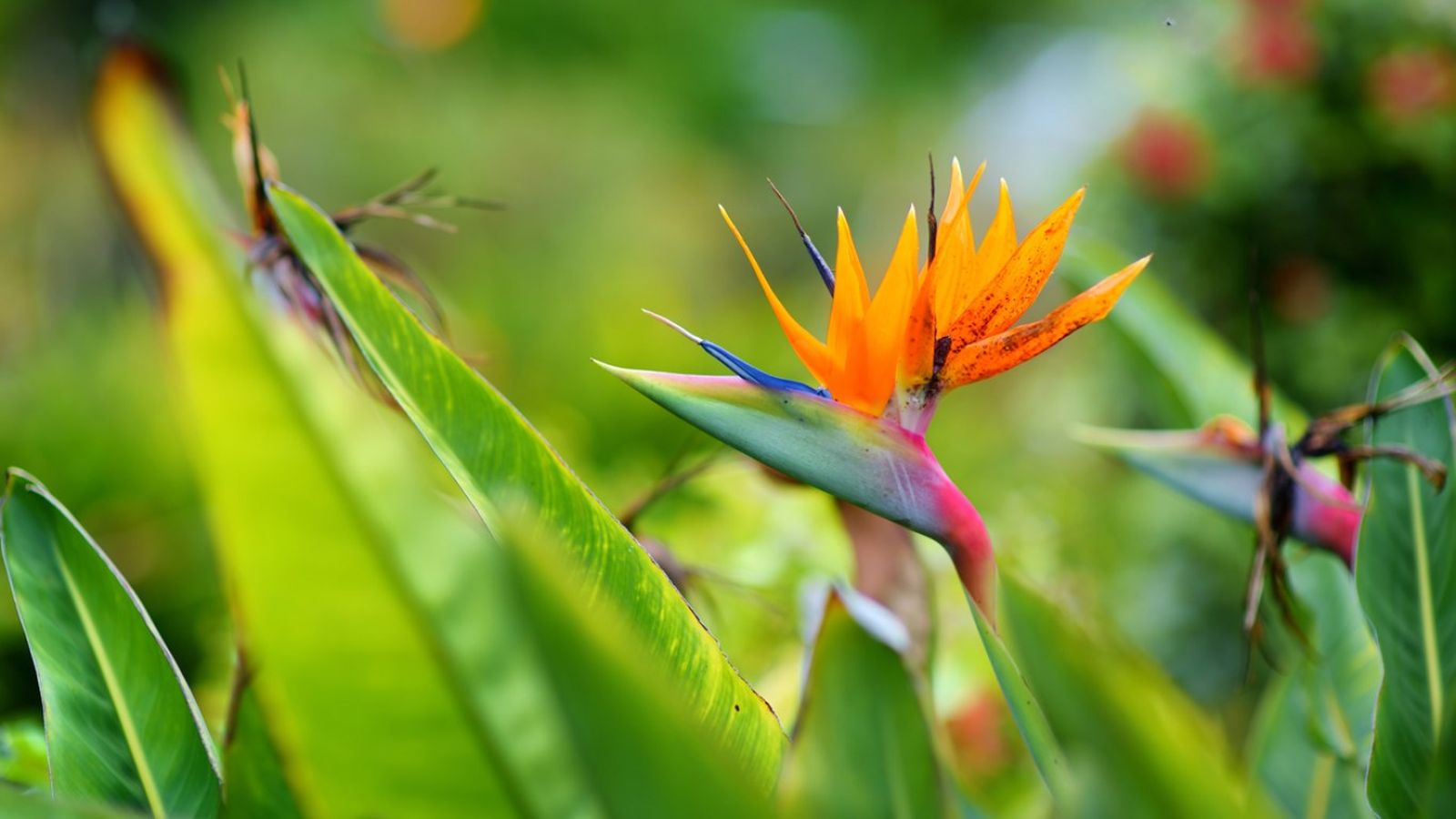 Ciertas flores tienen una forma única que se asemeja a las de las aves.