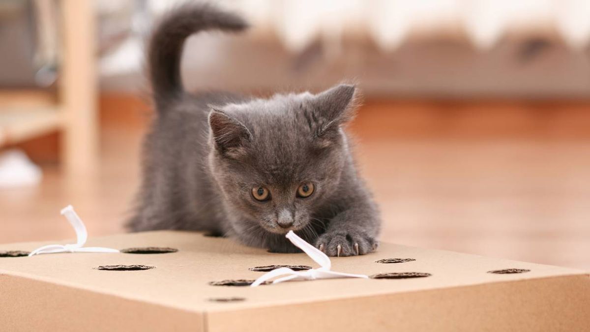 reciclar caja carton juguete casero interactivo para gatos