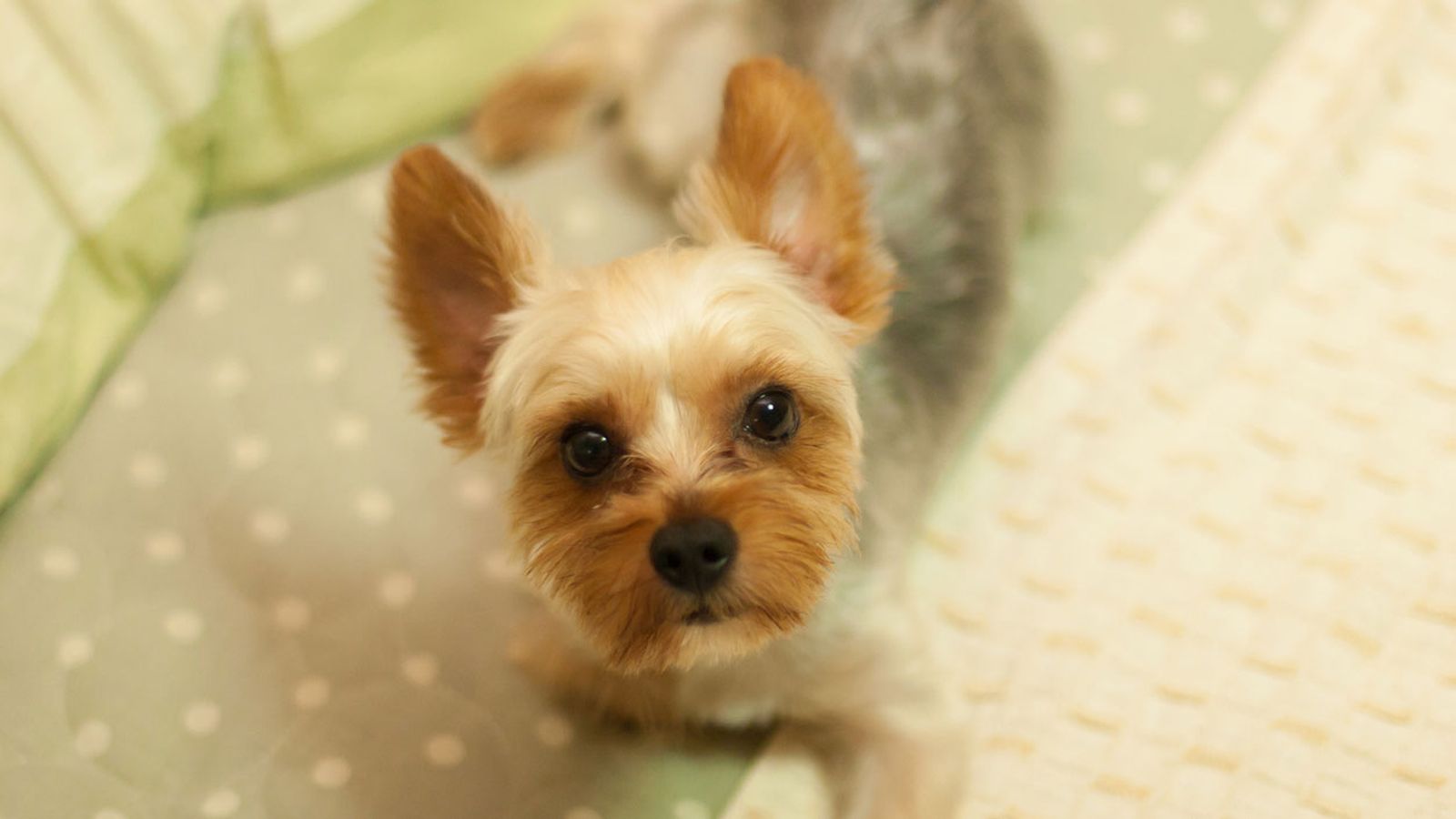 yorki seco