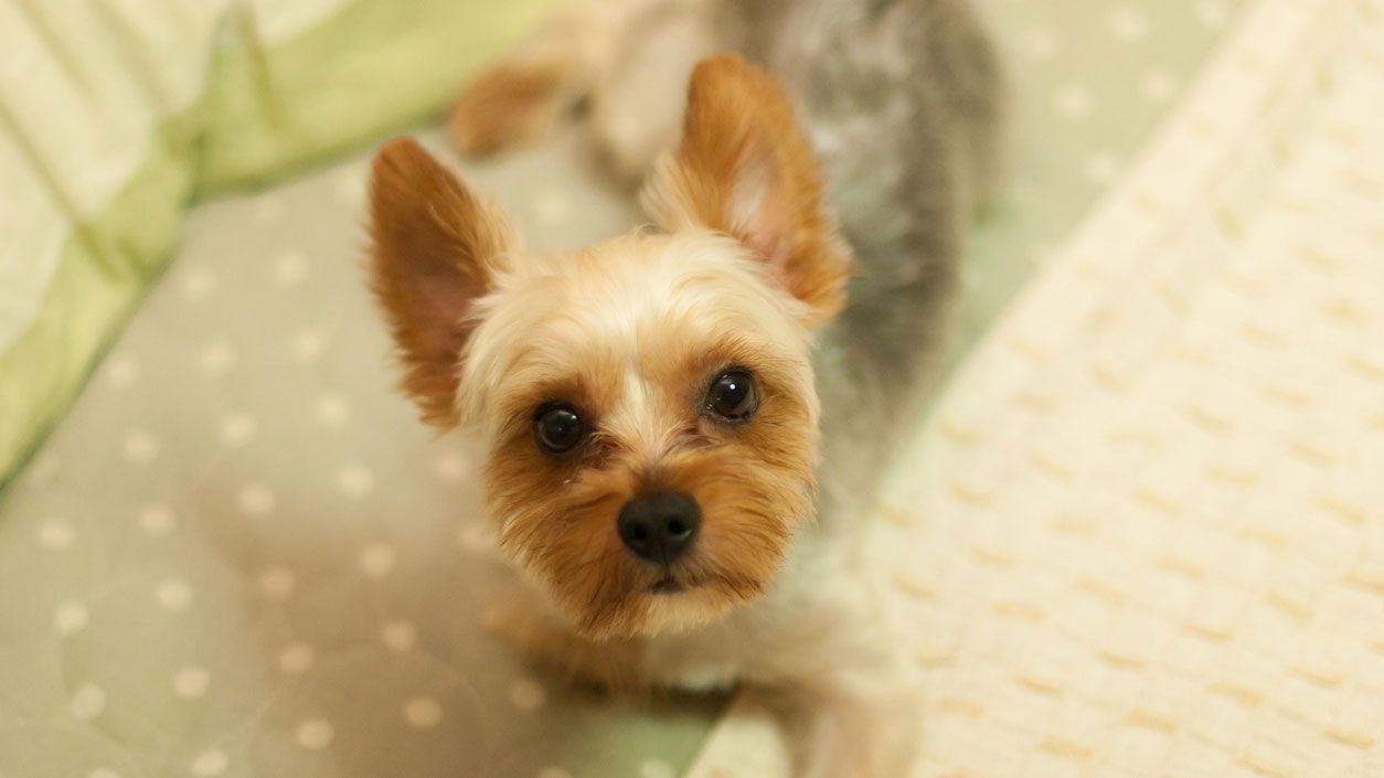 yorki seco