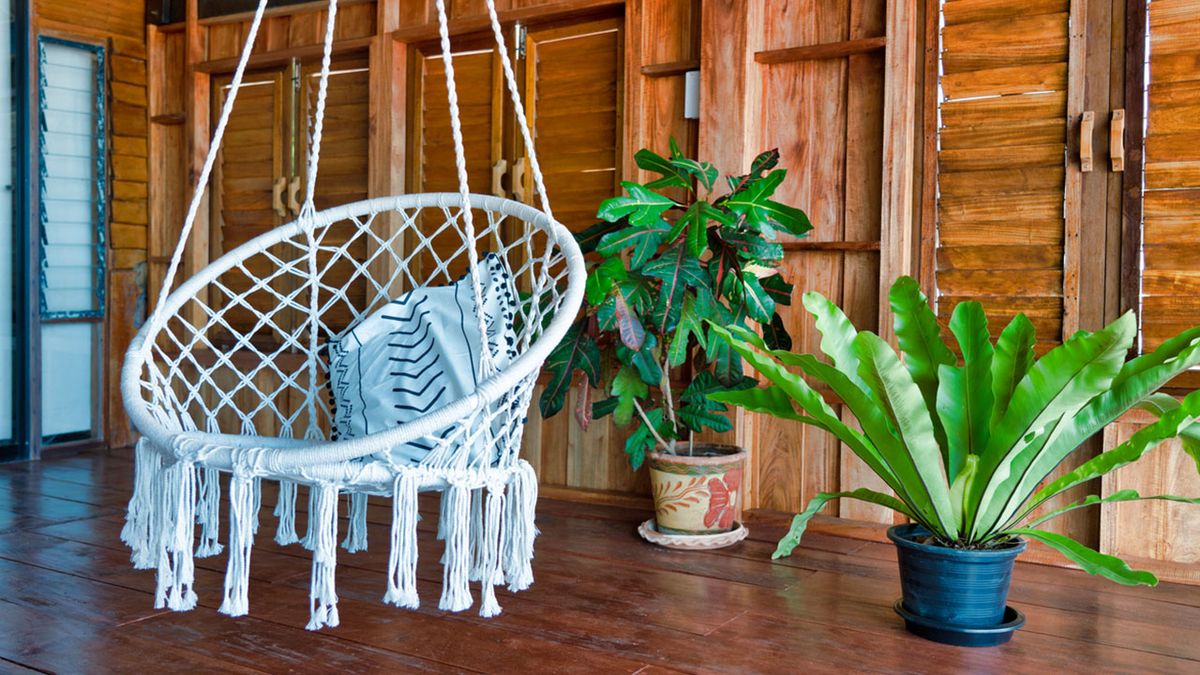 Asplenium nidus en el interior del hogar